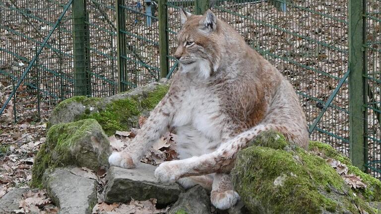 Vom Medienstar zur Werbeikone: Der dicke Luchs aus Schweinfurt macht Karriere.