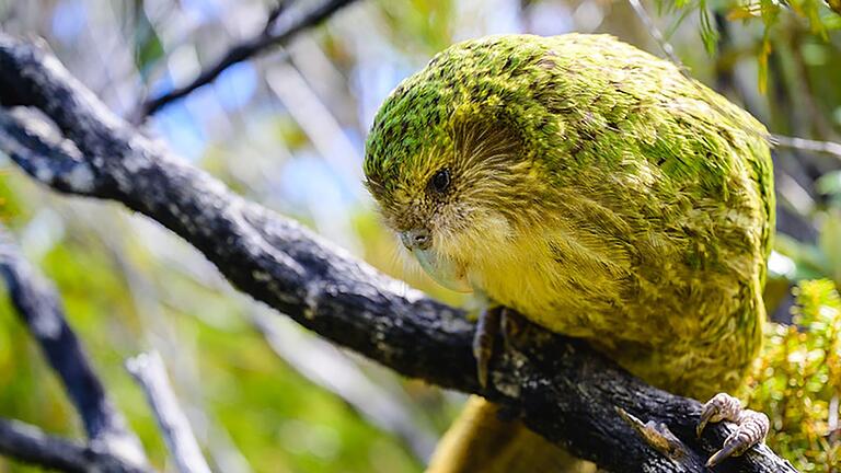 Kakapo.jpeg - Bisher konnten Kakapos nur auf einigen raubtierfreien Inseln vor der Küste überleben. Ihr Name setzt sich aus den Maori-Wörten ,kaka' (Papagei) und 'po' (Nacht) zusammen. Kakapo.jpeg - Bisher konnten Kakapos nur auf einigen raubtierfreien Inseln vor der Küste überleben. Ihr Name setzt sich aus den Maori-Wörten ,kaka' (Papagei) und 'po' (Nacht) zusammen.