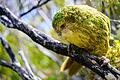 Kakapo.jpeg       -  Bisher konnten Kakapos nur auf einigen raubtierfreien Inseln vor der Küste überleben. Ihr Name setzt sich aus den Maori-Wörten ,kaka' (Papagei) und 'po' (Nacht) zusammen.