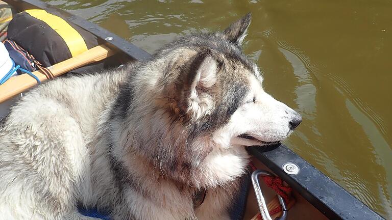 Mara, der Alaskan Malamute eines Ehepaars aus Österreich, wurde im Juli dieses Jahres bei Knetzgau von einem Jäger erschossen. Mara, der Alaskan Malamute eines Ehepaars aus Österreich, wurde im Juli dieses Jahres bei Knetzgau von einem Jäger erschossen.