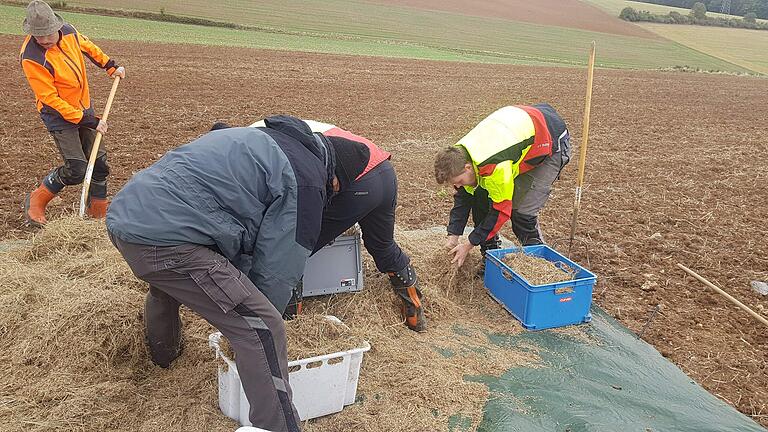 Archewiesen-Projekt: Lokal mit dem E-Beetle geerntetes, einheimisches Saatgut einer artenreichen Wiese wird im Herbst 2020 auf einer artenarmen Fläche im Naturschutzgebiet Brachenleite ausgebracht.