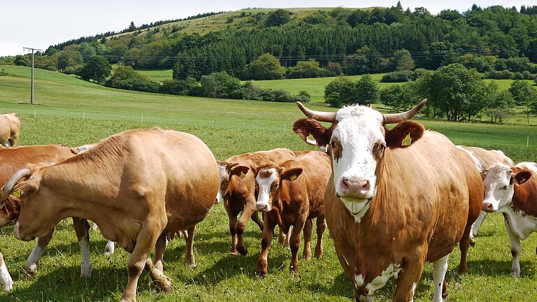 Gehören zur Landschaft in der Rhön dazu: Viehherden auf den Wiesen. Das Mercosur-Freihandelsabkommen könnte die Idylle zerstören, warnen Kritiker.       -  Gehören zur Landschaft in der Rhön dazu: Viehherden auf den Wiesen. Das Mercosur-Freihandelsabkommen könnte die Idylle zerstören, warnen Kritiker.