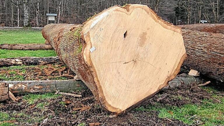 Die Forstwirtschaft bemisst den Wert der Spessarteiche mitunter an Versteigerungserlösen. Dieser Baumriese brachte im vergangenen Jahr einen Erlös &bdquo;im Wert eines Kleinwagens&ldquo;, so die Mitteilung des Forstbetriebes Rothenbuch.