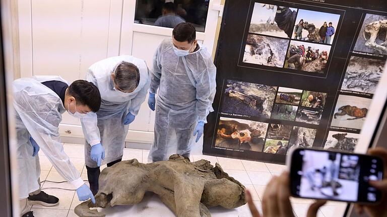 Gut erhaltenes Mammut-Baby in Russland entdeckt       -  Forscher untersuchen die Überreste eines rund 50.000 Jahre alten Mammutbaby.