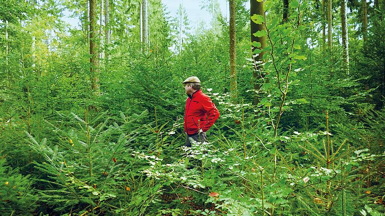 Im Sommer 2021 steht Fürst Ferdinand zu Castell-Castell in seinem Wald, den er an den Klimawandel anpassen will. Zu sehen sind viele junge Bäume unterschiedlicher Art.&nbsp;