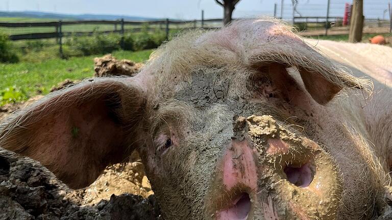 Der Lebenshof Pegasus ist das Zuhause von zwei Schweinedamen aus der Massentierhaltung. Freitag entkam von einem Schlachthof und Greta (hier im Bild) hatte als Zuchtsau „ausgedient“. Mittlerweile genießen sie ihren Lebensabend auf dem Lebenshof Pegasus. In ihrer großen Schlammsuhle lassen sie es sich richtig gut gehen.