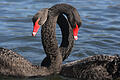 Schwarzer Schwan in der Sonne       -  Nach dem Tod seines Partners sollte ein neuer Begleter für den schwarzen Trauerschwan her. Die Schlösserverwaltung schaltete eine Kontaktanzeige - mit Erfolg.