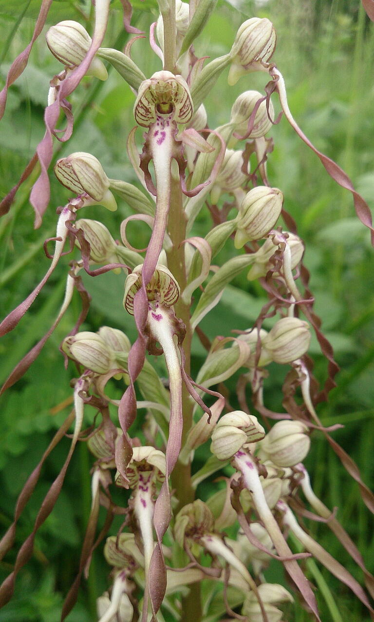 Die Blüten der Bocksriemenzunge sind ein kleines Kunstwerk der Natur.