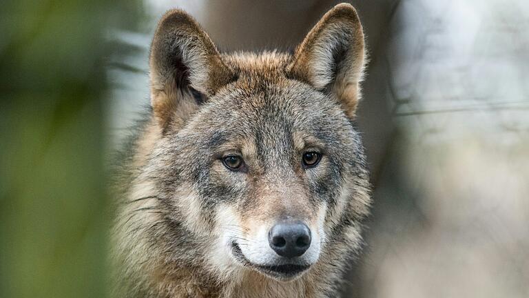 Auge in Auge mit dem Wolf: So erlebte der angehende Forsttechniker Philipp Paul seine Begegnung mit dem Tier im Spessartwald. Auge in Auge mit dem Wolf: So erlebte der angehende Forsttechniker Philipp Paul seine Begegnung mit dem Tier im Spessartwald.