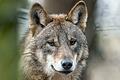 Auge in Auge mit dem Wolf: So erlebte der angehende Forsttechniker Philipp Paul seine Begegnung mit dem Tier im Spessartwald.