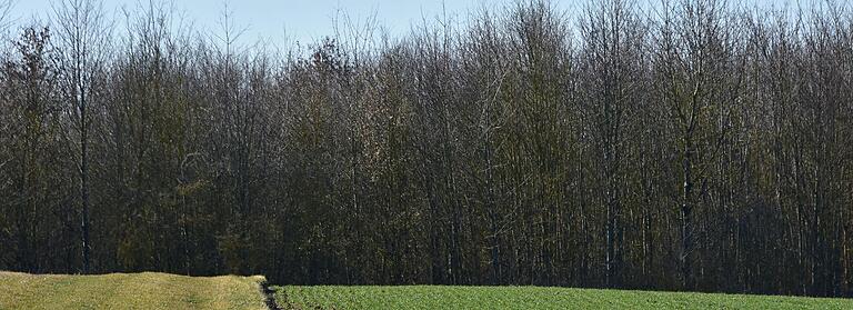 Mitten durch den Bergrheinfelder Wald möchte Tennet eine Schneise schlagen, um den SuedLink auf den letzten Metern auf geradem Weg ans Umspannwerk West anbinden zu können. Mitten durch den Bergrheinfelder Wald möchte Tennet eine Schneise schlagen, um den SuedLink auf den letzten Metern auf geradem Weg ans Umspannwerk West anbinden zu können.