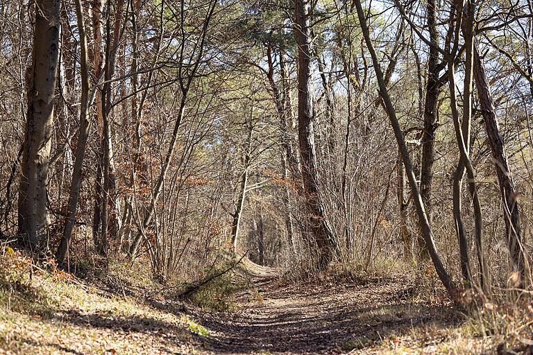 Auf schmalen, naturbelassenen Pfaden geht's durch den Wald.