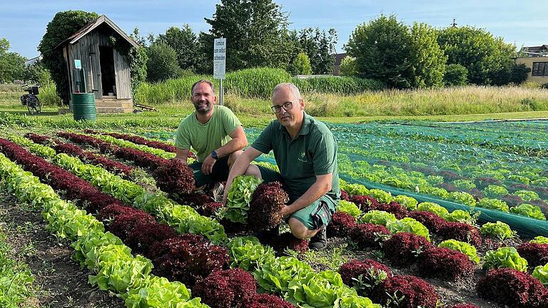 Christian Gräbner (links) und Peter Hummel haben die ersten Köpfe bereits geerntet. Die Vorsitzenden des Gartenbauvereins Etwashausen freuen sich auf möglichst viele Nachahmer und Einnahmen für den Burschenschaftsverein. Christian Gräbner (links) und Peter Hummel haben die ersten Köpfe bereits geerntet. Die Vorsitzenden des Gartenbauvereins Etwashausen freuen sich auf möglichst viele Nachahmer und Einnahmen für den Burschenschaftsverein.