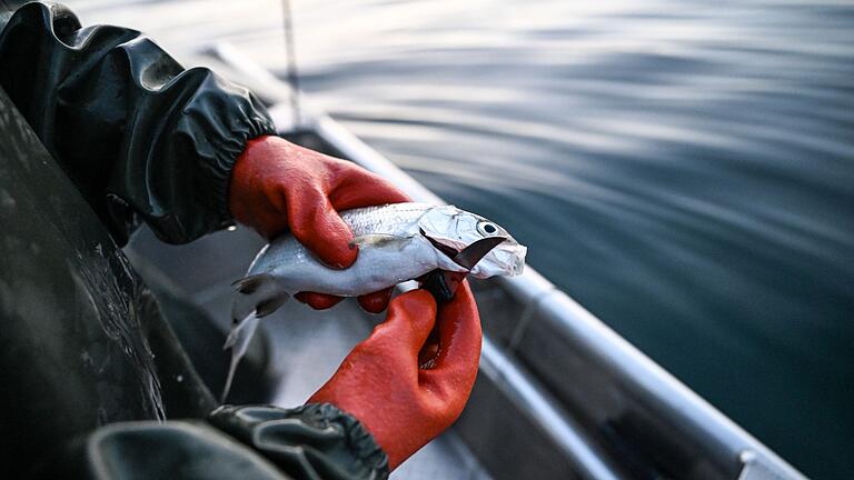 Felchen       -  Der Bodensee-Fisch schlechthin: Felchen