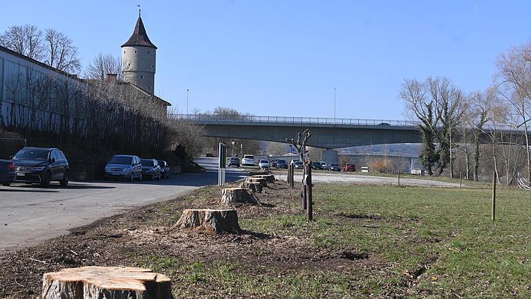 Elf augenscheinlich noch gesunde Pyramidenpappeln hat die Stadt Ochsenfurt am Mainufer unterhalb des Reitstalls fällen lassen.