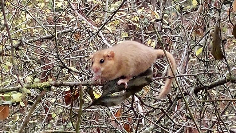 Eine Haselmaus ließ sich bei den Pflegearbeiten des Bund Naturschutz in Bayern/Ortsgruppe Retzbach am Benediktusberg blicken. Die Art ist durch den Verlust geeigneter Lebensräume bedroht.