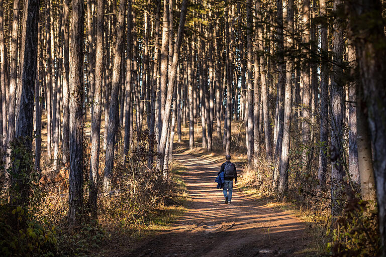 Schwarzkiefern säumen den Wanderweg auf den Eschberg. Der Weg führt auch durch den Wald. Schwarzkiefern säumen den Wanderweg auf den Eschberg. Der Weg führt auch durch den Wald.