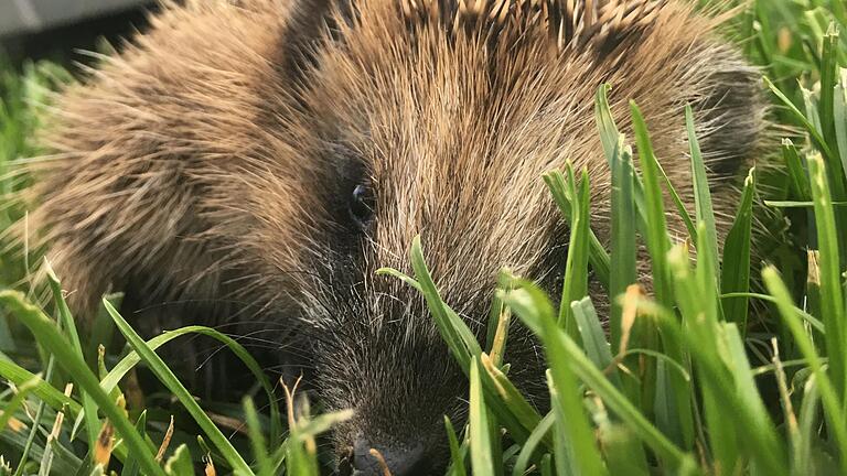 Viele Igel werden von Mährobotern nicht als Hindernis erkannt.