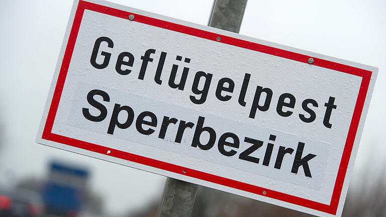 Nach Stockheim vor Weihnachten wurde nun auch in Fladungen ein Fall von Geflügelpest (Symbolfoto) amtlich. Das Veterinäramt reagiert mit einer Stallpflicht für Haltungen in Fladungen, Roth und Hausen sowie Stetten. Nach Stockheim vor Weihnachten wurde nun auch in Fladungen ein Fall von Geflügelpest (Symbolfoto) amtlich. Das Veterinäramt reagiert mit einer Stallpflicht für Haltungen in Fladungen, Roth und Hausen sowie Stetten.