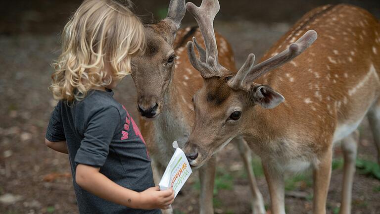 Attraktion für die Kinder: Das Damwild im Wild-Park Klaushof bei Bad Kissingen darf gefüttert werden.