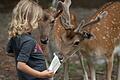 Attraktion für die Kinder: Das Damwild im Wild-Park Klaushof bei Bad Kissingen darf gefüttert werden.