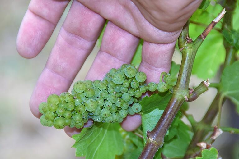 Viel zu kleine Beeren wegen der Verrieselung, die Ulrich Luckert auch auf die Frostschäden zurückführt. Viel zu kleine Beeren wegen der Verrieselung, die Ulrich Luckert auch auf die Frostschäden zurückführt.