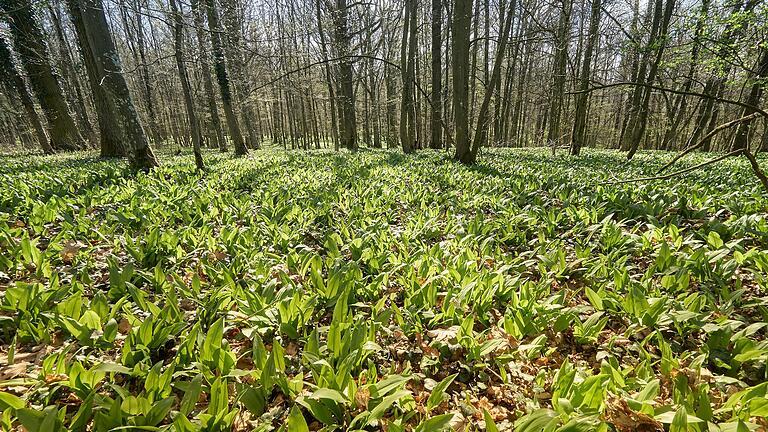 Am Ringelbach bei Gössenheim und in der Nähe der Triefensteiner Klingelbachschlucht fühlt sich der Bärlauch wohl. Seine frischen Blätter eignen sich hervorragend zum Würzen von Speisen (Symbolbild). Am Ringelbach bei Gössenheim und in der Nähe der Triefensteiner Klingelbachschlucht fühlt sich der Bärlauch wohl. Seine frischen Blätter eignen sich hervorragend zum Würzen von Speisen (Symbolbild). 