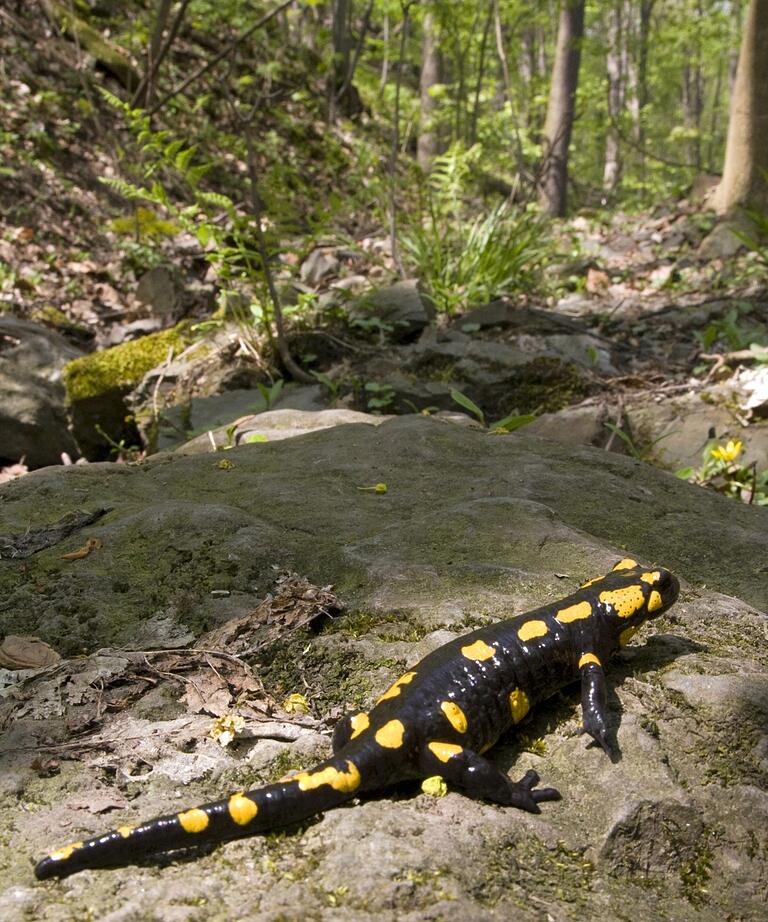 Naturnahe Wälder mit viel Totholz und Bachläufen sind für Feuersalamander und viele anderen Tiere ein ideales Lebensumfeld. Im nördlichen Steigerwald sind diese Lebensräume noch vielerorts erhalten. Naturnahe Wälder mit viel Totholz und Bachläufen sind für Feuersalamander und viele anderen Tiere ein ideales Lebensumfeld. Im nördlichen Steigerwald sind diese Lebensräume noch vielerorts erhalten.