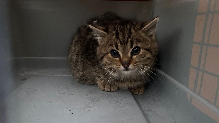 Eine Katze versteckte sich am Freitag in einem Auto in Brendlorenzen und musste befreit werden.