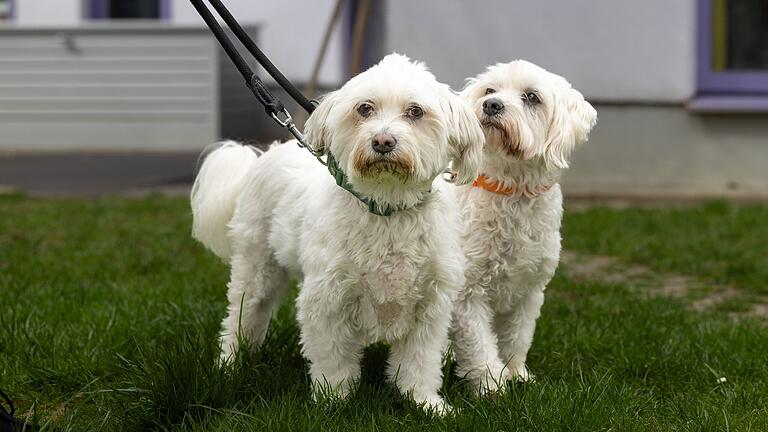 Die beiden Malteser Lutz und Gizmo aus dem Tierheim Würzburg sind unkomplizierte Hunde. Sie sind seit April in der Vermittlung. Die beiden Malteser Lutz und Gizmo aus dem Tierheim Würzburg sind unkomplizierte Hunde. Sie sind seit April in der Vermittlung.