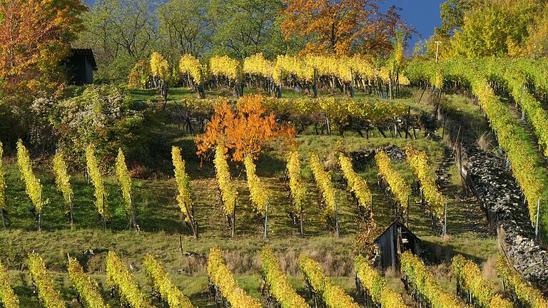  Die Weinberge im Maustal bei Sulzfeld bieten auch im Herbst einen ganz besonderen Anblick. Die Weinberge im Maustal bei Sulzfeld bieten auch im Herbst einen ganz besonderen Anblick.