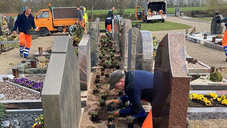 De Mitarbeiter des Servicebetriebes haben am Friedhof in Hausen die Thuja-Hecke gegen neue Pflanzen getauscht. Foto: Elisabeth Kehm       -  De Mitarbeiter des Servicebetriebes haben am Friedhof in Hausen die Thuja-Hecke gegen neue Pflanzen getauscht. Foto: Elisabeth Kehm