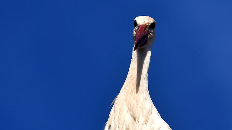 Aufmerksamer Papa-Storch. Aufmerksamer Papa-Storch.
