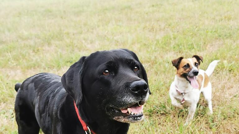 Spenden für Hündin Bonnie       -  Auch Jack Russell Terrier Emma trauert um Hündin Bonnie. „Sie liegt die ganze Zeit im Körbchen und sieht aus als würde sie weinen“, berichtet Shirley-Ann Lacey.