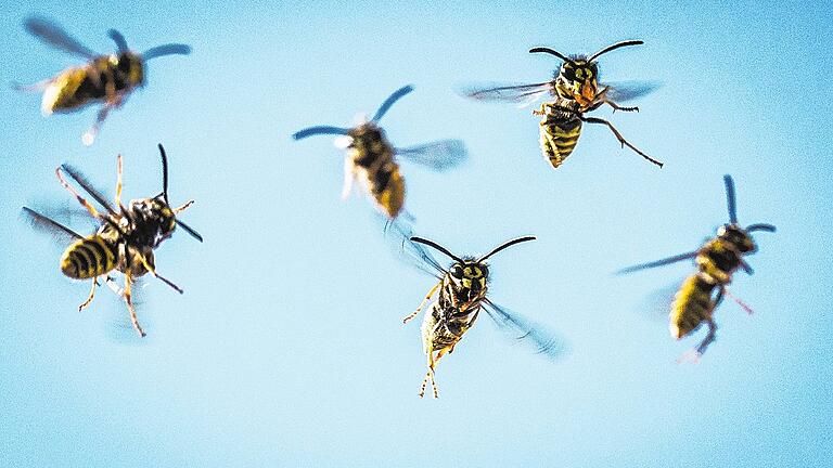 Anflug der Wespen       -  Dieser Anblick gehört zu den Sommermonaten: Wespen im Anflug. In diesem Jahr sind die Insekten zahlreich unterwegs.