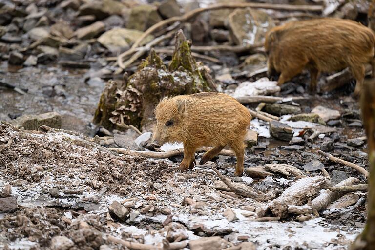 Die hellbraunen Frischlinge im Wildschweingehege sind zum Verlieben. Die hellbraunen Frischlinge im Wildschweingehege sind zum Verlieben.