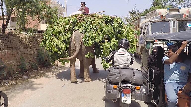 Ein Elefant als Verkehrsteilnehmer in Uttar Pradesh, Indien.