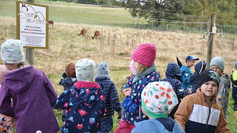 Beim Naturerlebnistag beobachten die Kinder die Berg-Alpakas der Familie Herbert. Seit einer Woche ist der Kindergarten zertifizierte Biosphäre-Kita.       -  Beim Naturerlebnistag beobachten die Kinder die Berg-Alpakas der Familie Herbert. Seit einer Woche ist der Kindergarten zertifizierte Biosphäre-Kita.