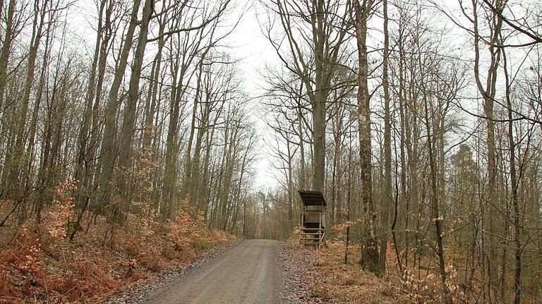 Die Richtung Halsbach gelegenen Waldabteilungen bei Wiesenfeld&nbsp; haben fruchtbareren Boden. Dort sind die Bäume nicht so kleinwüchsig wie etwa am Rammersberg.