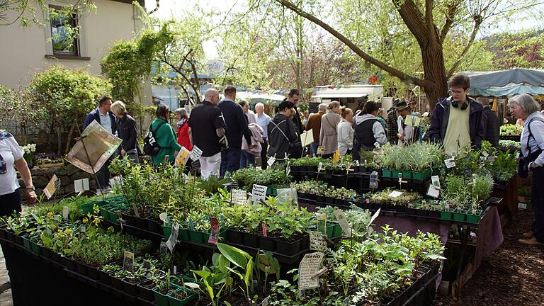 Gartenbesitzer können beim Ostermarkt in Prölsdorf aus dem Vollen schöpfen, mehrere Gärtner bieten Blüh-, Gemüse- und Salatpflanzen an.&nbsp;