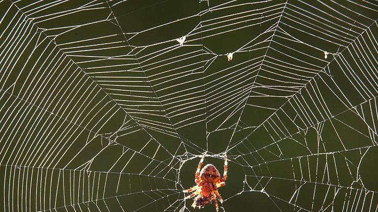 Eine Spinne hat mit ihrem Netz eine Fliege gefangen und wickelt ihr Opfer ein. Foto: Jens Büttner/dpa-Zentralbild/dpa       -  Eine Spinne hat mit ihrem Netz eine Fliege gefangen und wickelt ihr Opfer ein.