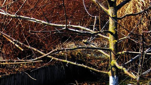 Weißanstrich schützt Obstbäume: Die helle Schutzschicht reflektiert das Sonnenlicht und verhindert ein zu starkes Aufheizen der Rinde. Weißanstrich schützt Obstbäume: Die helle Schutzschicht reflektiert das Sonnenlicht und verhindert ein zu starkes Aufheizen der Rinde.