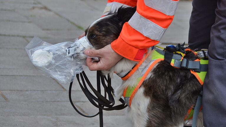 Symbolfoto: Sogenannte Mantrailer-Hunde sind darauf spezialisiert, vermisste Personen aufzuspüren. Symbolfoto: Sogenannte Mantrailer-Hunde sind darauf spezialisiert, vermisste Personen aufzuspüren.