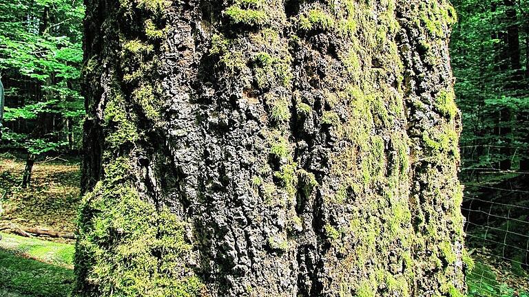 Diese alte knorrige Buche steht im Naturwaldreservat &bdquo;Waldhaus&ldquo; im Handthalgrund bei Ebrach.