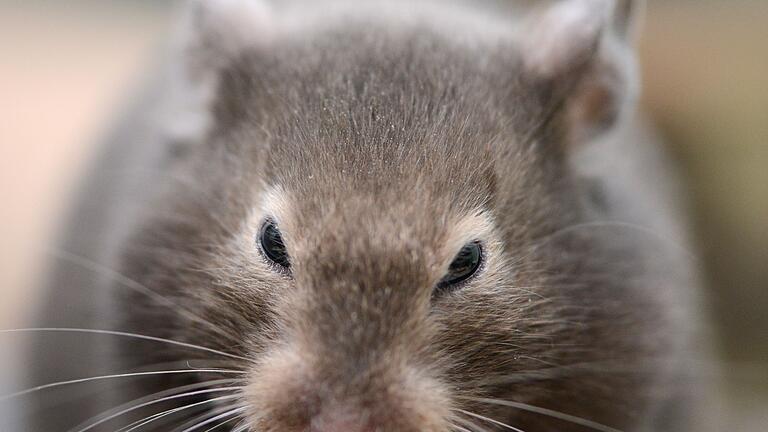 Goldhamster       -  Hamster fressen vor allem Ölsaaten, Kräuter und Nüsse, aber auch Frischfutter sollte regelmäßig auf dem Speiseplan stehen.