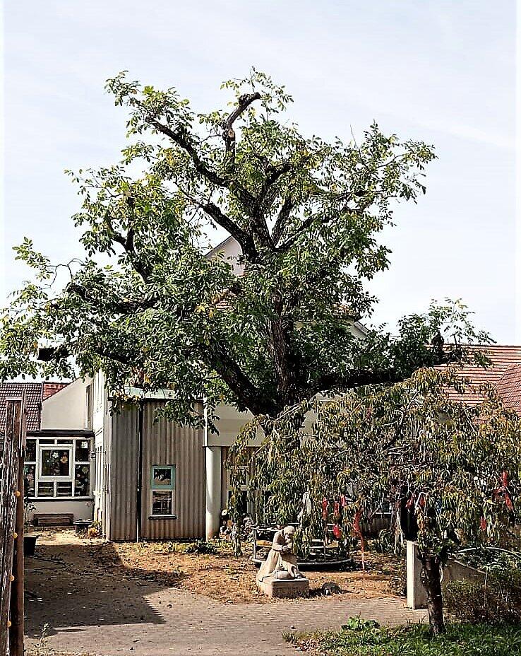 So sieht er jetzt aus, der Nussbaum im Franziskusgarten. Karusell und Franziskusstatue blieben ohne Schaden