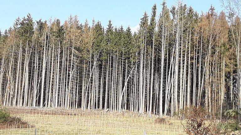 Diese Fichten im Altfelder Wald sind bereits gefällt, das Bild ist aus dem Jahr 2022. Die Bäume waren vom Borkenkäfer befallen und sind deshalb abgestorben. Um die weitere Verbreitung des Borkenkäfers zu verhindern, mussten sie entnommen werden.&nbsp;