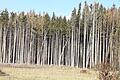 Diese Fichten im Altfelder Wald sind bereits gefällt, das Bild ist aus dem Jahr 2022. Die Bäume waren vom Borkenkäfer befallen und sind deshalb abgestorben. Um die weitere Verbreitung des Borkenkäfers zu verhindern, mussten sie entnommen werden.&nbsp;