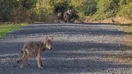 Am 20. September sind auf dem Truppenübungsplatz Wildflecken vier junge Wölfe in eine Fotofalle gelaufen.