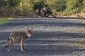 Am 20. September sind auf dem Truppenübungsplatz Wildflecken vier junge Wölfe in eine Fotofalle gelaufen.